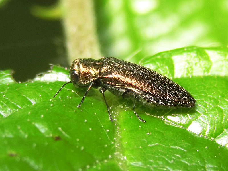 Buprestidae: Agrilus viridicaerulans rubi, femmina